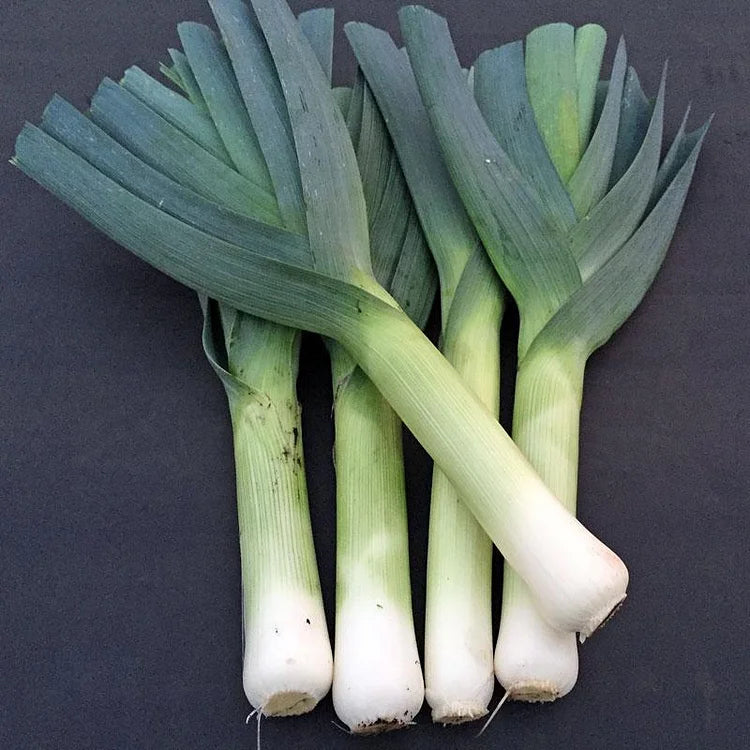 Leek Organic Seeds